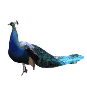 peacock
